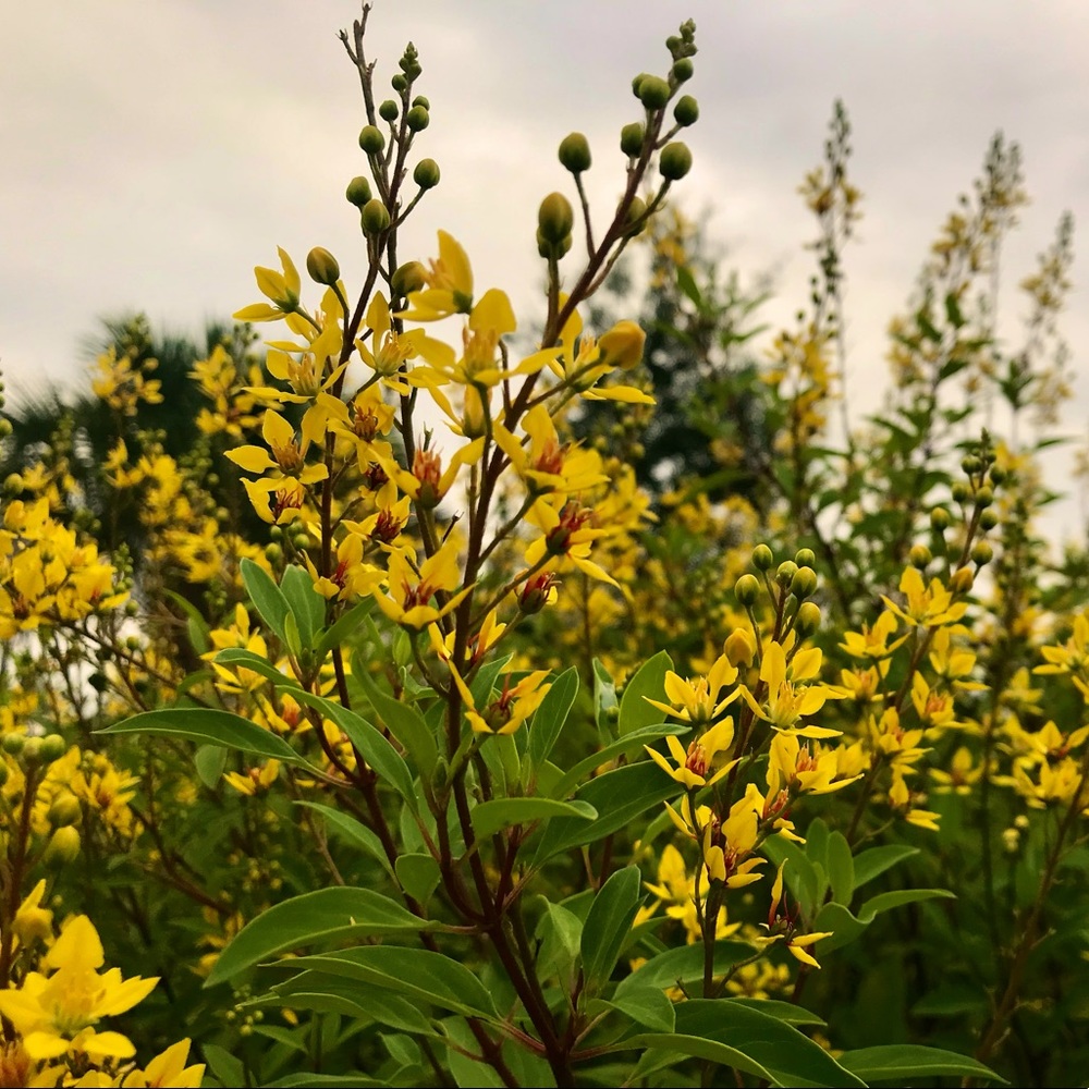 Meet your Posher, Rae